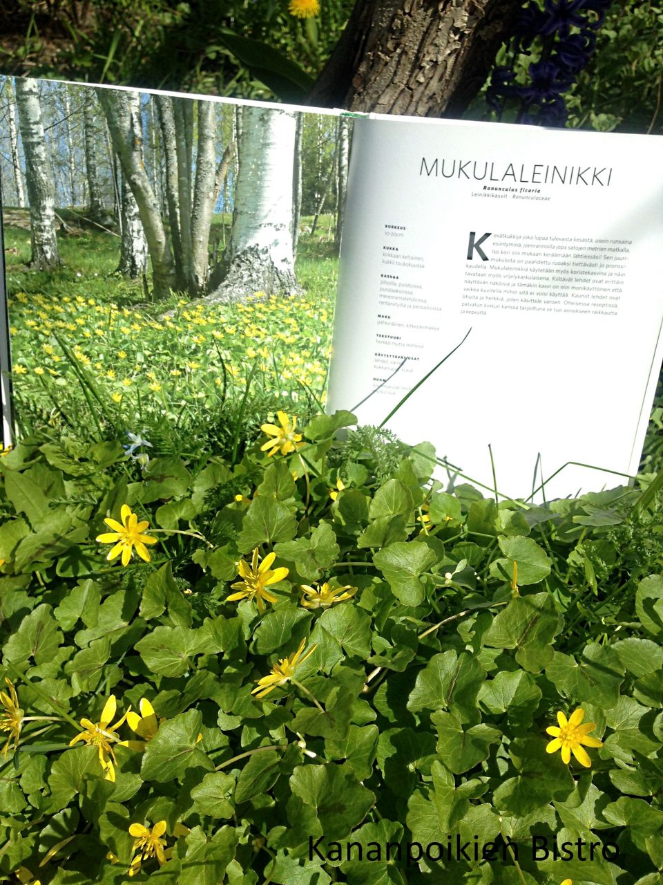Villiyrtti Keittokirja arvonta 