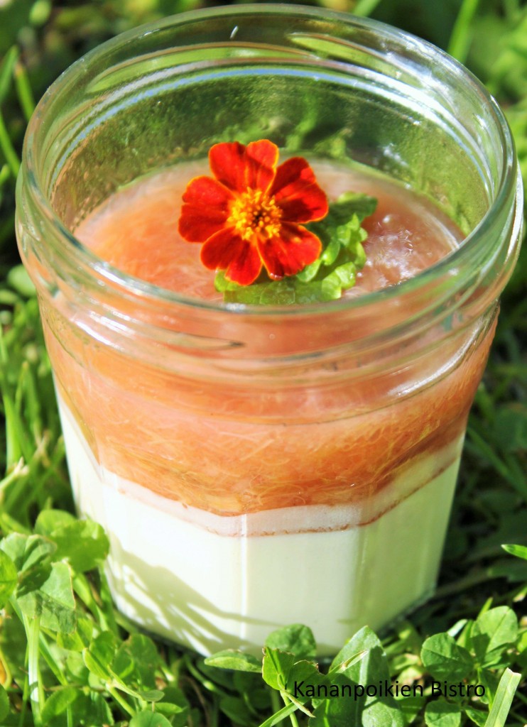 Valkosuklaapannacotta & raparperikiisseli
