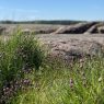 Pihlajasaari