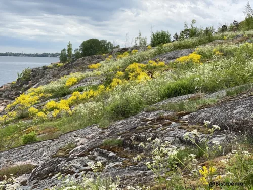 Päiväretki Helsingin Vasikkasaareen